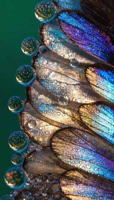 Free Scales of Wonder Image - Butterfly, Magnification, Microscopic ...