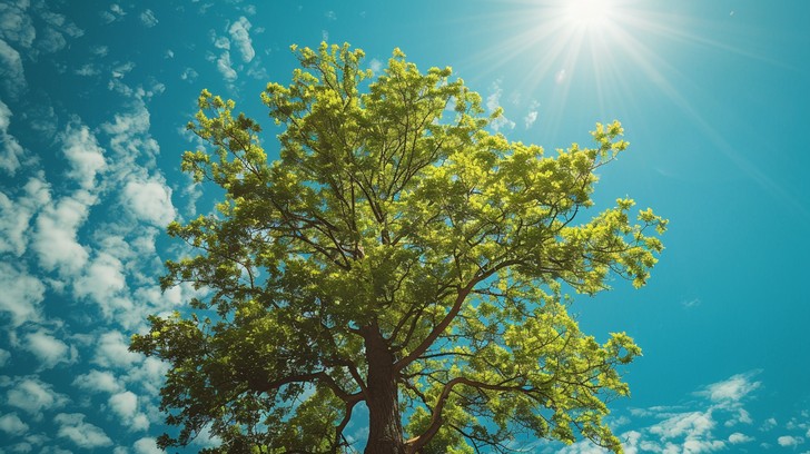Spring Singular Tree Free Sunny Sky Arboreal Image - Nature, Tree, Sky | Download at StockCake