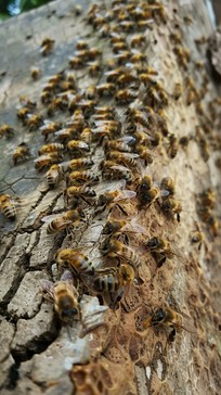 Free Busy Bee Colony Image - Bees, Honeybees, Hive | Download at StockCake