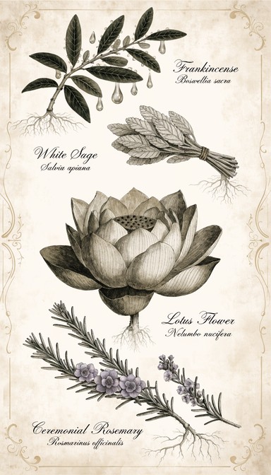 Sampling Flower Free Sacred Botanical Specimens Image - Botanical, Illustration ...