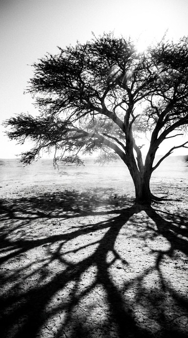 Free Desert Shadow Patterns Image - Tree, Shadows, Acacia | Download at ...