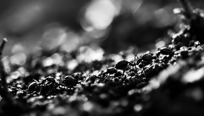 Ant Pattern Real Free Marching Ants Pattern Image | Download at StockCake