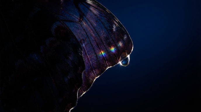 Free Iridescent Wing Mystery Photo - Butterfly, Wing, Iridescent ...