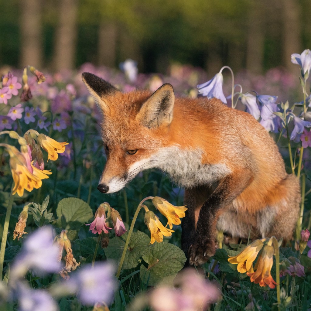 Free Fox Among Flowers Image - Fox, Wildlife, Flowers | Download at ...
