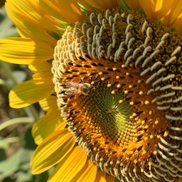 Free Bee on Sunflower Image - Sunflower, Bee, Pollen | Download at ...