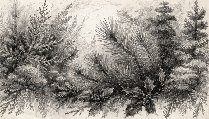 Free Evergreen Pencil Sketch Image - Pencil, Sketch, Botanical ...