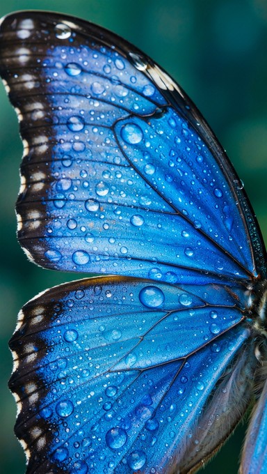 Free Nature's Blue Masterpiece Image - Blue, Butterfly, Macro ...