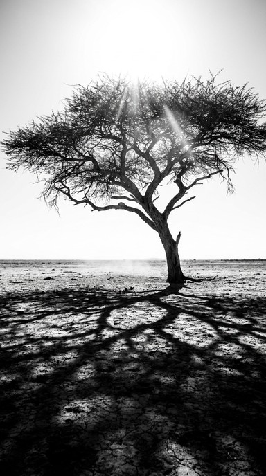 Free Desert's Lonely Tree Image - Desert, Dunes, Monochrome | Download ...