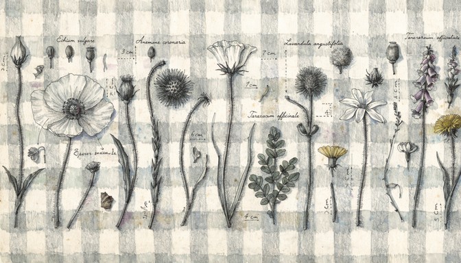 Sampling Flower Free Botanical Field Study Image - Botanical, Illustration, Wildflowers ...