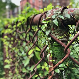 Natural Rust Fence Free Mossy Fence Detail Image - Moss, Fence, Rust | Download at StockCake