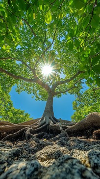 Tree Against Sunlight Free Sunlit Twisting Tree Image - Tree, Sun, Sky | Download at StockCake