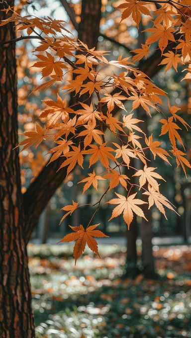 Fall Reminiscing Free Autumn memories suspended Image - Nostalgic, Autumn, Vintage ...