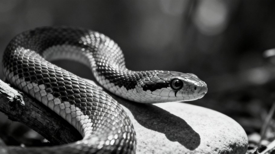 Free Scaled Reflective Silence Image - Snake, Serpent, Reptile ...