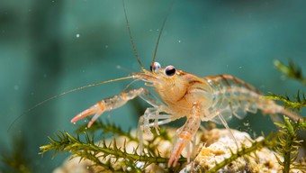 Small Translucent Shrimp Free Tiny Aquatic Beauty Image - Shrimp, Macro, Translucent | Download ...
