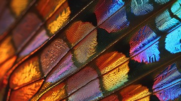 Free Vibrant Wing Patterns Image - Butterfly, Colors, Close-up ...