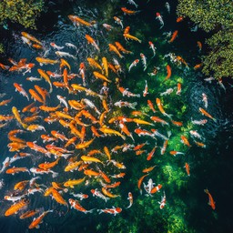 Free Koi Pond Beauty Image - Koi, Pond, Fish | Download at StockCake