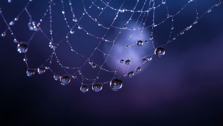 Free Moonlit Spider Web Image - Spiderweb, Dewdrops, Macro | Download ...