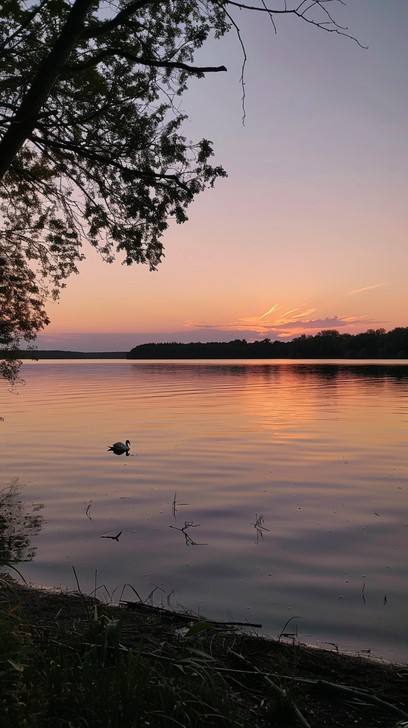 Free Sunset Lake View Image - Sunset, Lake, Ducks | Download at StockCake
