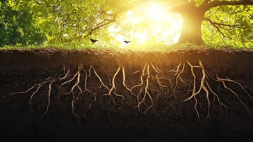 Free Sunlit Tree Roots Image - Tree, Sun, Roots | Download at StockCake