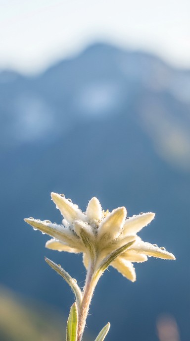 Free Alpine Flower Bloom Image - Edelweiss, Wildflower, Alpine ...