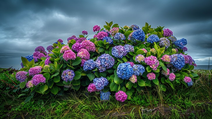Free Vibrant Hydrangea Blooms Image - Hydrangea, Flowers, Bloom ...