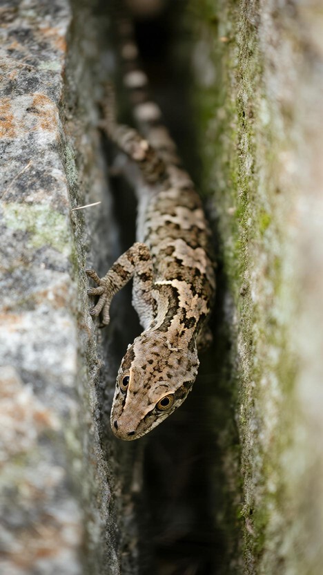 Free Gecko Peeking Out Image - Gecko, Reptile, Moss | Download at StockCake