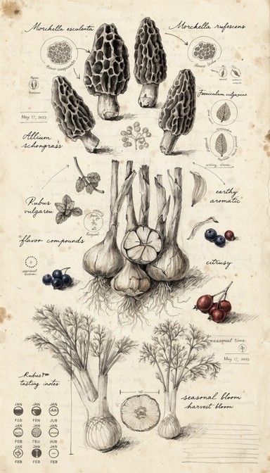 Forarger Drawing Free Botanical Foraging Sketch Image - Botanical, Foraging ...