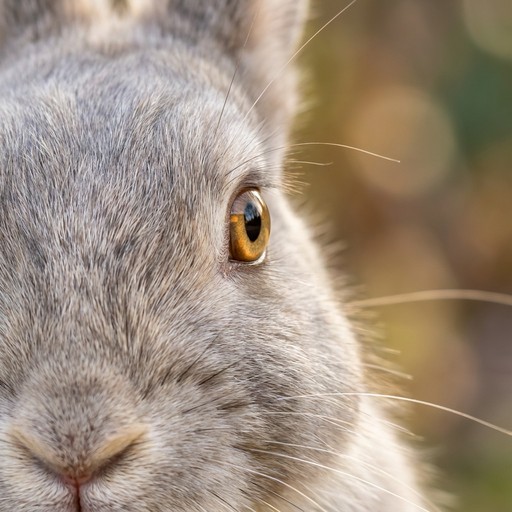 Download Bunny Eye Close-up Image - Rabbit, Bunny, Eye | StockCake