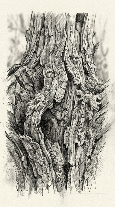 Free Pencil Forest Drawing Image - Pencil, Drawing, Forest | Download ...