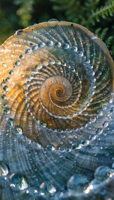 Free Colorful Snail Shell Image - Snail, Shell, Spiral | Download at ...