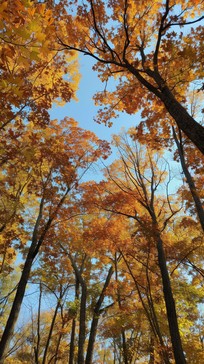 Free Autumn Canopy Colors Image - Autumn, Foliage, Nature | Download at ...