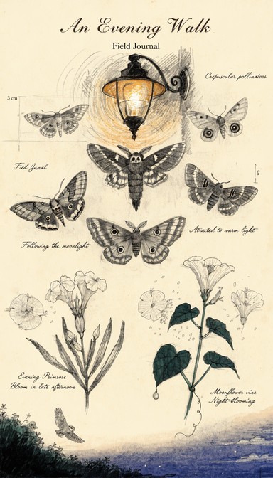 Moth Journal Free Evening Moth Study Image - Moths, Botanical, Journal | Download at ...
