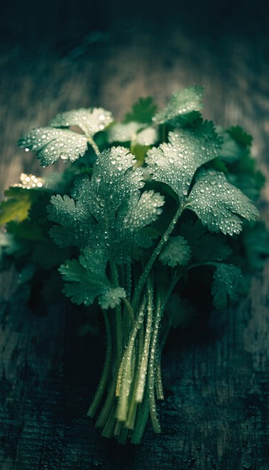 Free Fresh Cilantro Artistry Image - Cilantro, Herbs, Fresh | Download ...