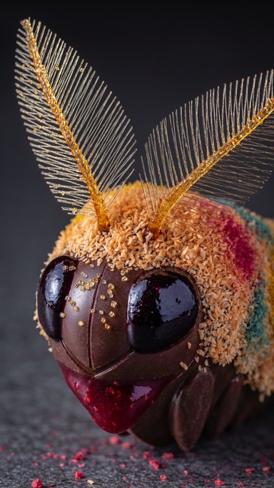 Red Dripper Head A glossy dark chocolate moth head with golden caramel antennae, a fuzzy ...