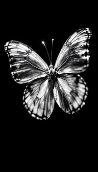 Free Luminous Butterfly Wings Image - Butterfly, Monochrome, Macro ...