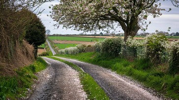 Free Blossoming Country Road Image - Spring, Countryside, Road ...