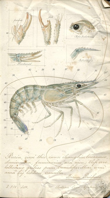 Free Vintage Prawn Illustration Image - Vintage, Scientific ...