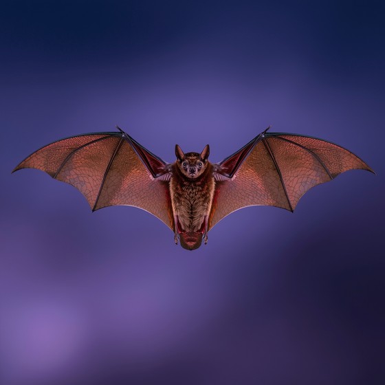 Free Twilight Bat Flight Image - Bat, Flight, Wings | Download at StockCake