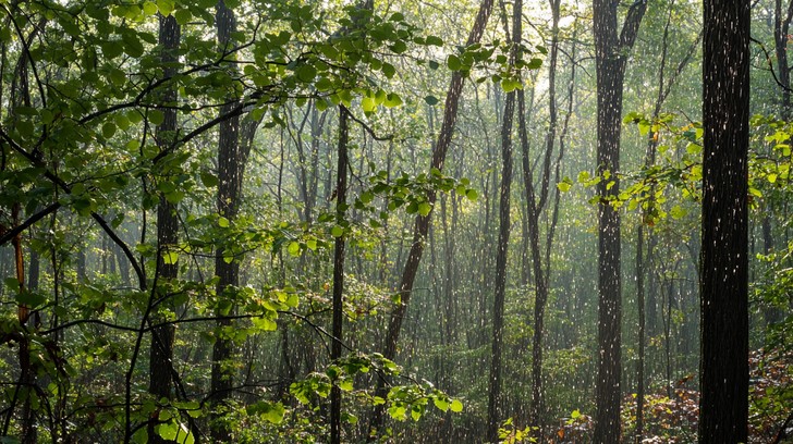 Misty Setting Free Misty forest morning Image - Forest, Trees, Morning | Download at ...