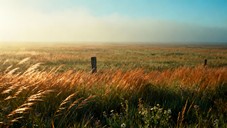 Free Misty Prairie Dawn Photo - Prairie, Grassland, Misty | Download at ...