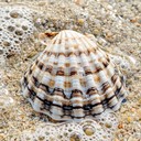 Squear Shell Good Free Speckled Beach Shell Image - Seashell, Beach, Sand | Download at ...