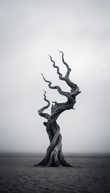 Gnarled Tree Mist Free Misty ancient tree Image - Tree, Fog, Mist | Download at StockCake