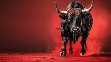 Engaging Bull Angry Bull Charging