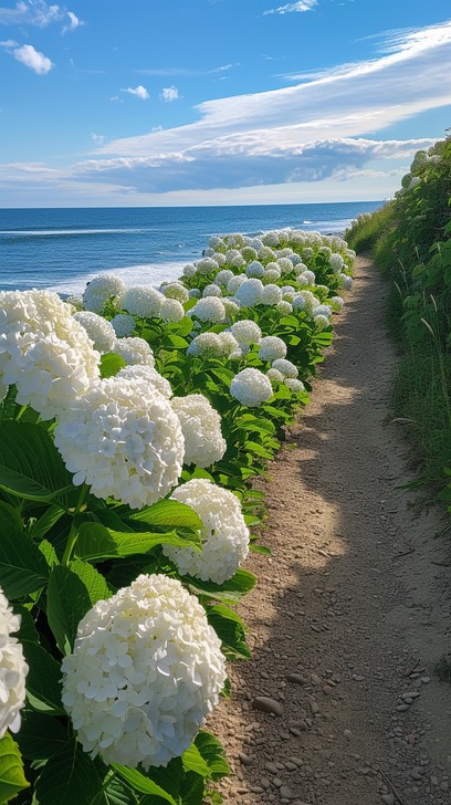 Free Serene Hydrangea Path Photo - Hydrangea, Path, Sea | Download at ...