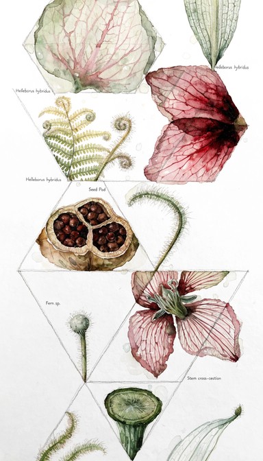 Free Nature Becomes Geometry Image - Watercolor, Botanical, Mint ...