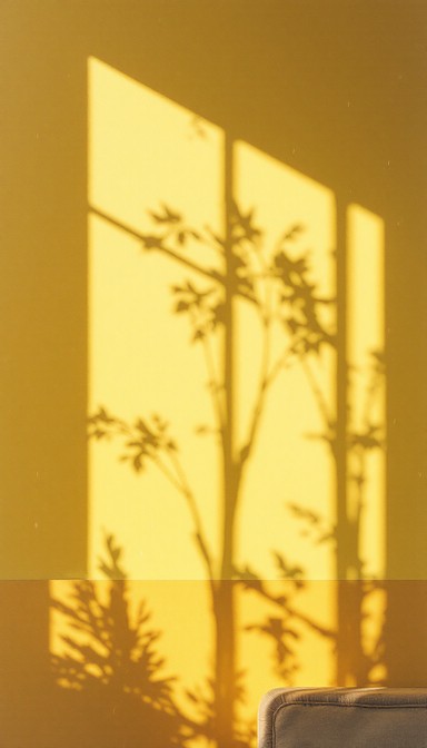 Free Sunlit Branch Shadows Image - Shadows, Sunlight, Vintage ...