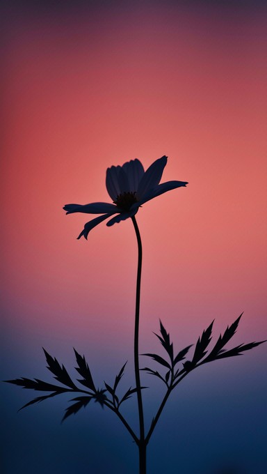 Flower Shadow Shape Free Elegant Flower Shadow Photo - Silhouette, Flower, Minimal ...