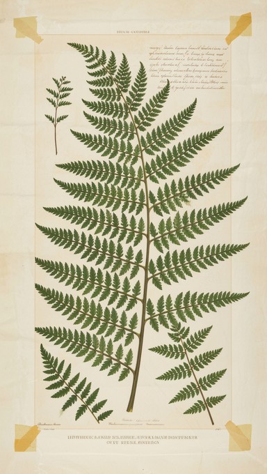 Free Vintage Fern Specimen Image - Botanical, Vintage, Fern | Download ...