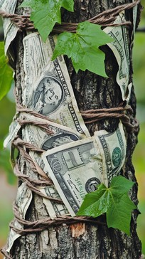 Free Money Wrapped Tree Image - Money, Tree, Green | Download at StockCake