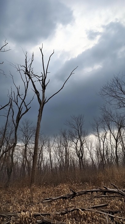 Free Bare winter trees Image - Trees, Sky, Branches | Download at StockCake